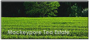 Mackeypore Tea Estate